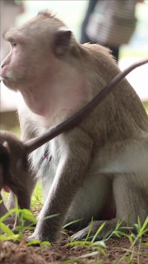 Fearful Nasty Tara significantly wounded Tia the young monkey - weaning Pop Up every day.🥰😍🥰😘🤣😘 #monkey #arcticmonkeys #monkeys #monkeydluffy #chunkymonkey #cheekymonkey #monkeybusiness #mymonkey #littlemonkey #monkeyface #monkeyforest #sockmonkey #monkeyseemonkeydo #articmonkeys #theyellowmonkey #yearofthemonkey #monkeybars #monkeyingaround #greasemonkey #monkeybeach #babymonkey #monkeylove #mylittlemonkey #gasmonkey #gasmonkeygarage #monkeyisland #monkeyboy #monkeytemple #dancemonkey #Mo