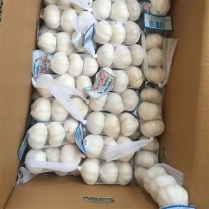 [Hot Item] Premium Pizhou Peeled Garlic - Fresh Pure White Chinese Garlic