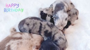 Our newest squirmy 🐛 worms ! Victoria again produced a rainbow of colors and shades ! They are all doing great , hungry and waiting for their mom to come back to feed them ! 🐾🩷🐾 | 10,000 Lakes Pomeranians