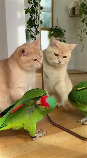 Parrot & Cat Look in the Mirror Together 😹🐦🪞