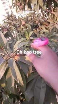chikoo tree🌳, #karachi #pakistan #fruit #chikoo