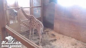 April the Giraffe prepares to give birth at Animal Adventure Park