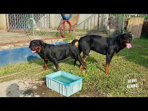 Dog mating first time