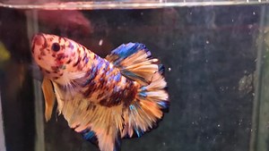 2K views · 185 reactions | Male pikachu Betta ☺️ AAL0034 | Pier Aquatics | Facebook