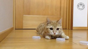 Goal keeper skills on point: | The Pet Collective