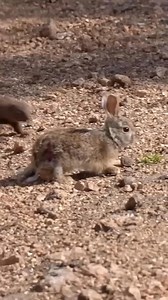 8.8K views · 3 comments | In the heart of the African savanna there lives one of the smallest predators in the animal kingdom. The dwarf mongoose is trying to take down a prey twice it's size, the hare. Nature's Brutal Reality. 樂#reelsvideos | Gilbert Banda | Facebook