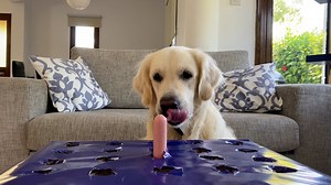 Dog takes the hot dog challenge.