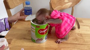 0MG!! Jenna Cannot Wait Mom Mix Milk She Try To Eat Milk Powder | Monkey Dodo