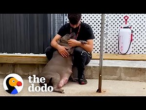 Pregnant Pittie Co-Parents With Her Sister | The Dodo