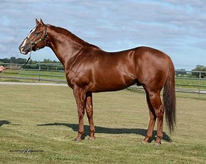 Mr Piloto. Mr Jess Perry x Ms Pilot Point (Splash Bac) 2 Vitórias, $1,002,240 em prêmios. Vencedor do All American Futurity (G1). Mr Piloto produziu nos EUA: THERE GOES MY WALLET SI 103, g. Coronita Cartel by Corona Cartel (3 wins to 3, $73,268, 2nd-Canterbury Championship Challenge, etc.) PILOTA ON FIRE SI 96, f. Happier Hour by Walk Thru Fire (3 wins to 3, $70,473, 1st-Balloon City S., etc.) WATCH MY WALLET LOTO SI 93, g. Cocopata by Walk Thru Fire (4 wins to 3, $63,596, 2nd-Polk County Derby,