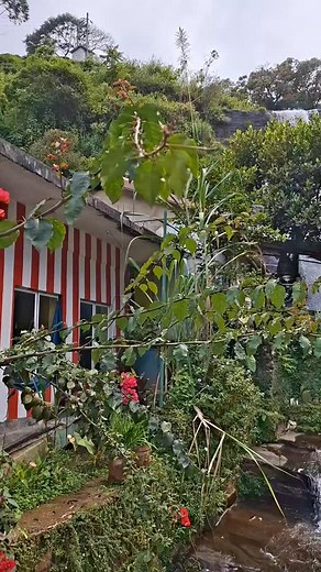 Dunsinane Fall #dunsinanefalls #dunsinane #dunsinanefalls💦 #srilankanwaterfalls #waterfallsofsrilanka #beautifulwaterfalls #waterfallsatthestreet #srilankadriverguide #srilankahinterdenkulissen #srilankaprivatedriver #srilankaguide #srilankahireadriver #srilankaprivatedriver #srilankahireadriver #srilankatravelwithlocals #srilankamitfahrerundwagen #srilankawithlocals #srilankareisenmitfahrerundwagen #srilankafahrer #srilankaprivatetours #srilankaprivatedriver | Nugadhenitours Sri Lanka Travels