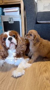 18K views · 792 reactions | Just came across a video of Enzo and...