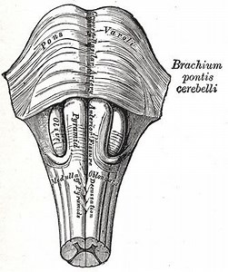 Central neurogenic hyperventilation - Alchetron, the free social encyclopedia