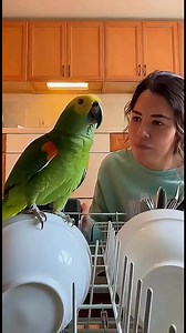 Este loro decidió que el lavavajillas era su spa personal 🦜😂 Pidió agua caliente, limpieza profunda y trato de cinco estrellas como todo un rey. 💬 ¿Tú qué harías? 👍 ¿Lo dejas? 😆 ¿O lo sacas de inmediato? Comparte si te sacó una sonrisa ❤️ #ParroTude #LoroGracioso #MascotasDivertidas #VideosVirales #HumorFamiliar #AnimalesQueHablan #ParrotViral #RisasDiarias | ParroTude