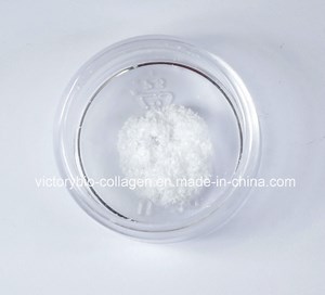 [Hot Item] Collagen Wound Dressing Sponge for Diabetic Ulcer