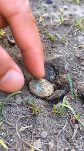 Nice coin #metaldetecting coin hunting. | GO finder