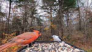 15K views · 646 reactions | Tufted Titmice, Black-capped Chickadees, White-breasted Nuthatch, Northern cardinal | Critter Cam | Facebook