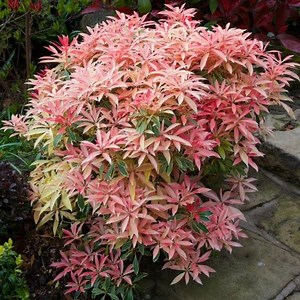 Pieris 'flaming Silver' Andromeda | Variegated Evergreen With Red Spring Growth & White Flowers | 3–4 Ft | Shade-loving | #1 Container Size - Etsy