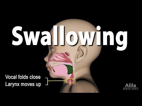Mechanism of Swallowing, Animation in Child model