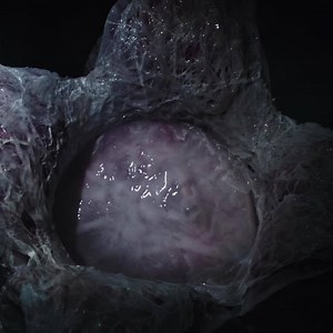 Unlock the secrets of the Alien Universe - Watch Alien: Covenant on Digital HD today | Alien: Romulus