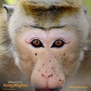 Eyebrows on fleek. #MonkeyKingdom Did you know: Toque macaques communicate using a wide variety of facial expressions and vocalizations. | Disneynature
