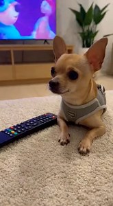 “POV You Took the TV Remote Away 😭📺” #funnydog #dogcomedy #AI #LOLAnimalss #chihuahua #rottweiler | Buzz & Beast