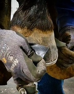 Hoof protection, duct tape style! #hoofcare #hooftriming #fyp #hoofcleaning #hoofpick #hoofrepair #hooftrim | Horse Vanner Club
