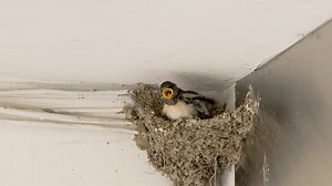 「巣に食べ物を待っているバーンツバメ赤ちゃん」の動画素材（ロイヤリティフリー）3521008429 | Shutterstock