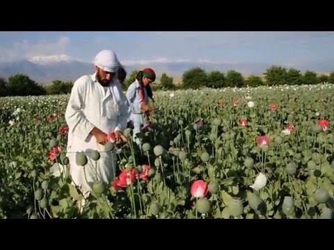 Opium cultivation on the rise in Afghanistan