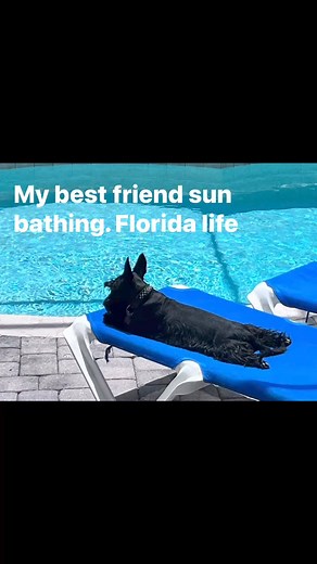 #miami #scottishterrier #puppylove #florida | Tony Tony Tony