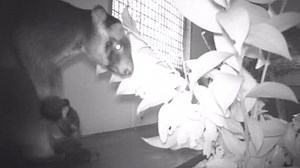 Gender revealed of rare tree kangaroo born in captivity