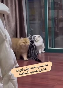 992K views · 6.8K reactions |  | Super Shop | Facebook