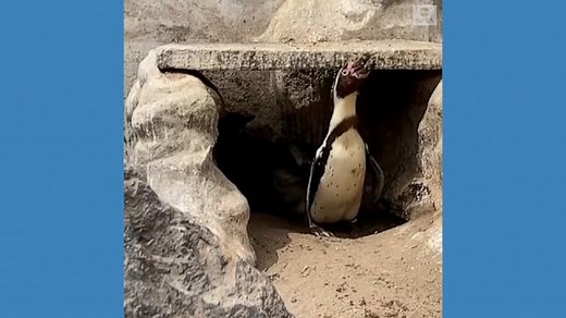 Penguins born at Peru zoo
