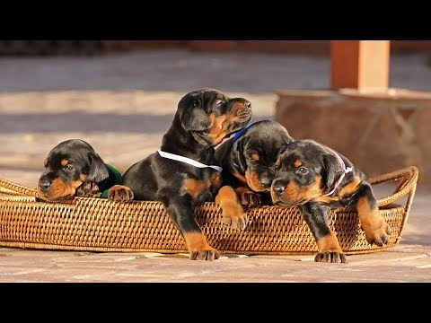 Cute Doberman Puppies - Cutest Puppies Compilation