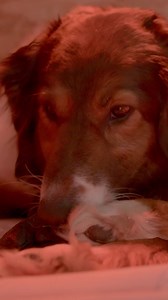 17K views · 132 reactions | In Life Below Zero: Next Generation, it's not just the next generation of people that we're welcoming — it's new furry friends as well! Watch the new episode tonight at 10/9c on National Geographic. Stream on Disney+. | National Geographic TV | Facebook