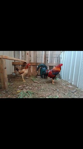 #aviculturapeña #haciendaloscardenales #dowsouthgamefarm #smalltowngamefarm 🔥(NOT4SALE) | Jonny Chingas