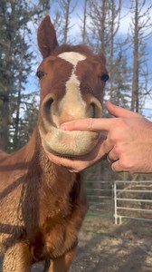 Who knew a Cheeto could be squishy 🤣🧡 #horse #adorable #horsereels #horsefarm #farm #funnyhorse #horseriding #usa #trending | Einstein The Donkey