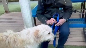 2.1K views · 84 reactions | Adopted-Ellie and Available-Reina 2 year old doodle girls | Homeward Bound Golden Retriever Rescue & Sanctuary, Inc. | Facebook