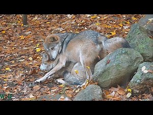 Wolf Wakes Her Sister With Forceful Hug