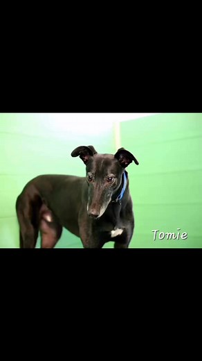 Sheffield Retired Greyhounds on Reels