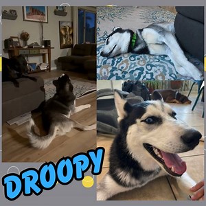 Droopy moved in with me yesterday and so far he has been a great companion to my personal dogs. He is getting along and playing well with my younger dog and learned very quickly that my older dog isn’t much into playing! Given that he only has three legs his energy level is a little lower than what you might expect from a 7 month old Husky but he manages to get around the house just fine. Stairs are a bit of a challenge but we will work on it! Droopy is available for adoption now! Please reach o
