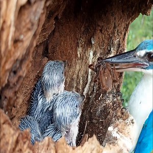 2.3K views · 106 reactions | THESE CHILDREN ARE MOST NOISE WHEN THEY ARE EATING | Bird Blue | Facebook