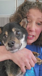 Hope had her neurology appointment! After showing one of Hope's first videos from 12 days ago, we're going to keep working with Hope to get stronger...and then come back! Listen to this description in the video! #emotionalrescuedogs #hope #rescuesaveslives | Emotional Rescue LLC
