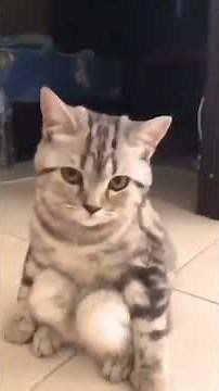 kore nani neko tiktok cat compilation | afuneko song 2021#shorts