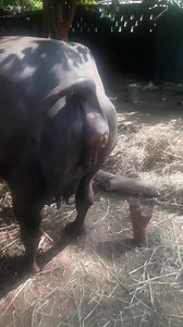 Buffalo #pooping video #shorts | Village.life