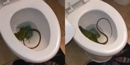 Florida man finds iguana in toilet: ‘I don’t know how it got there’