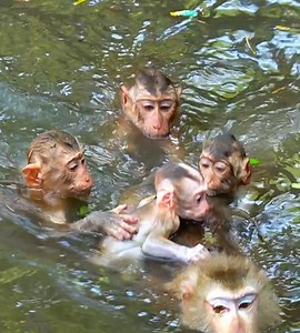 Eagerly Drown in Rip pool, Lucie check by all, make sure alive, wean full milk, after hard train in water, wow mama still give less fresh, so lovely | Wild Monkey Zone