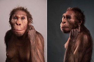 Australopithecus sediba: Spesies Peralihan dan Mata Rantai yang Hilang