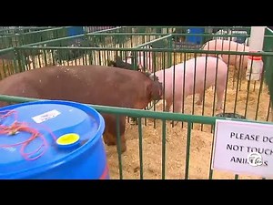 Swine flu found in pigs at Oakland County Fair, transmission to humans is 'rare'