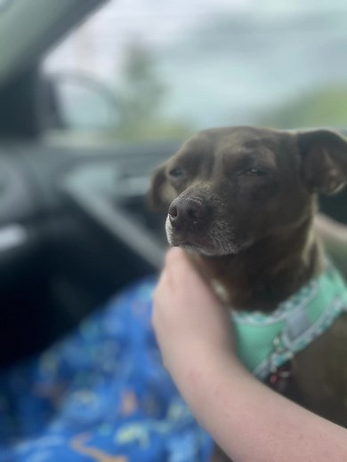 #CapCut #northaugusta #themoosecaboose #fyp #fypage #fypシ゚viral #dog #dogs #dogsoftiktok #moose #MemeCut #Meme #adoptdontshop #chihuahua #zztop